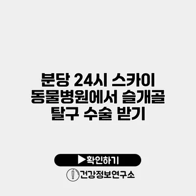 분당 24시 스카이 동물병원에서 슬개골 탈구 수술 받기